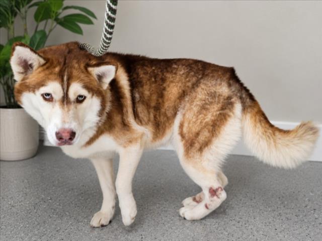 Nico, a Siberian Husky, available for adoption