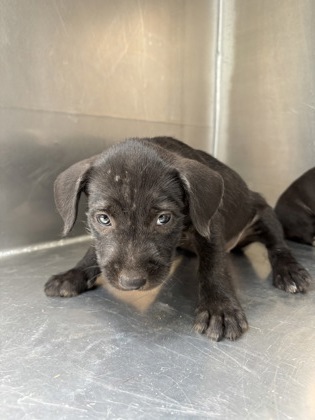 Melody, a Terrier, available for adoption