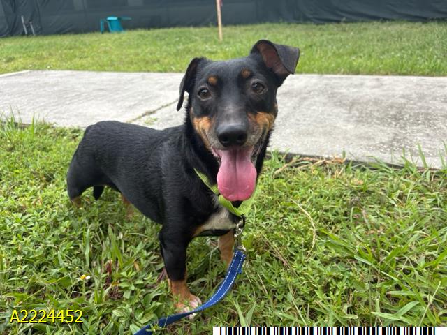 Zeus, a Dachshund, available for adoption