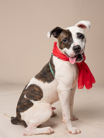 Adoptable pet photo