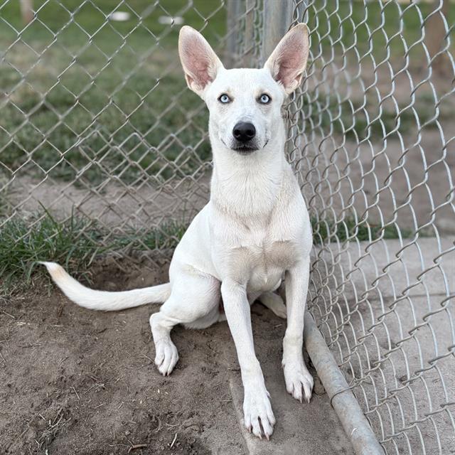 Adoptable pet photo