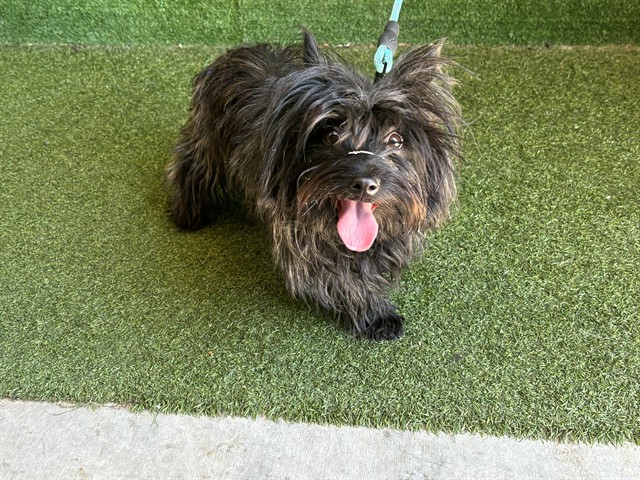 Adoptable pet photo