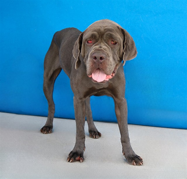 Adoptable pet photo
