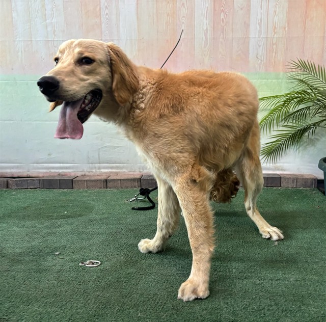 Adoptable pet photo