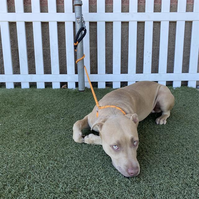 Adoptable pet photo