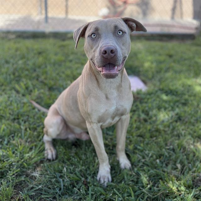 Apricot, a Pit Bull Terrier, available for adoption