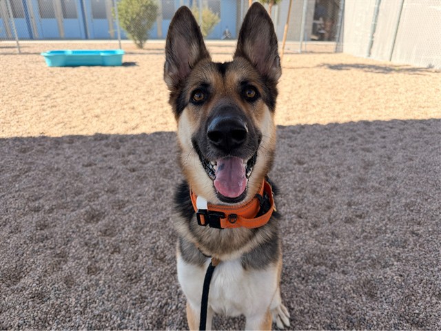 Adoptable pet photo