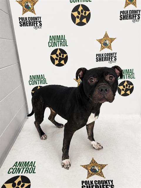 Adoptable pet photo