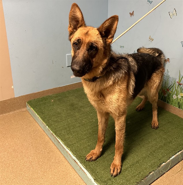 Brownie, a German Shepherd, available for adoption