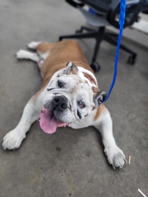 Mady, a American Bulldog (mix breed), available for adoption