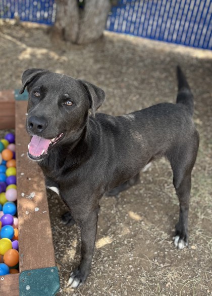 Luke, a Retriever, available for adoption