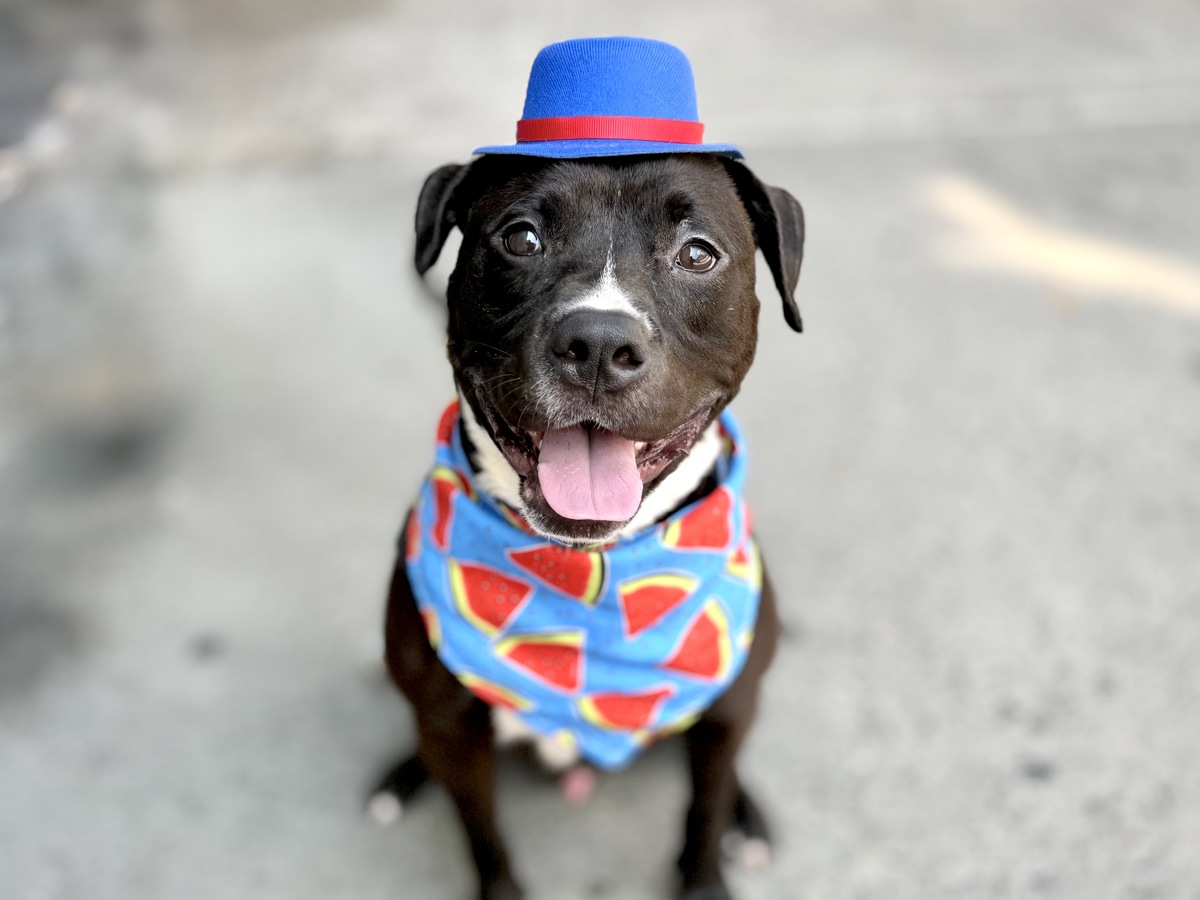 Cookie King, a American Staffordshire Terrier, available for adoption