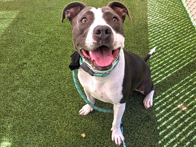 Lemonade, a Bullmastiff (mix breed), available for adoption