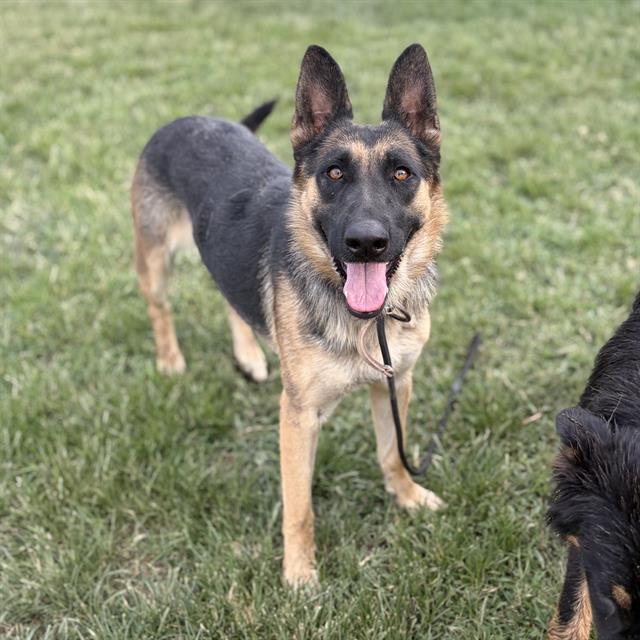 Patty, a German Shepherd, available for adoption