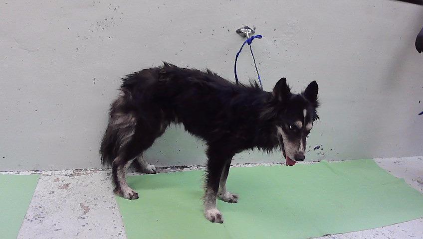 Edison, a Siberian Husky (mix breed), available for adoption