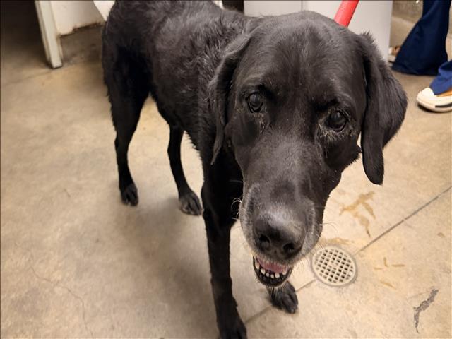 Noah, a Labrador Retriever, available for adoption