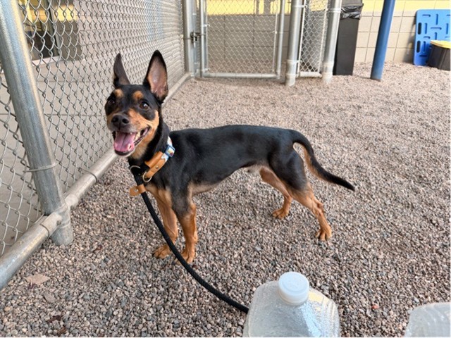 Rocket, a Miniature Pinscher (mix breed), available for adoption