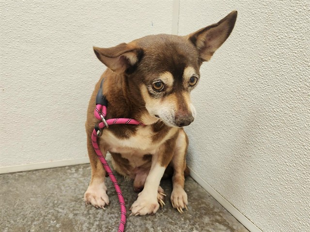 Mortimer, a Chihuahua (mix breed), available for adoption