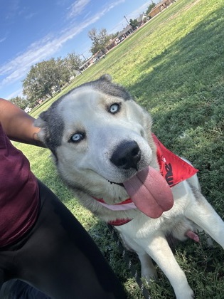 Denver, a Siberian Husky, available for adoption