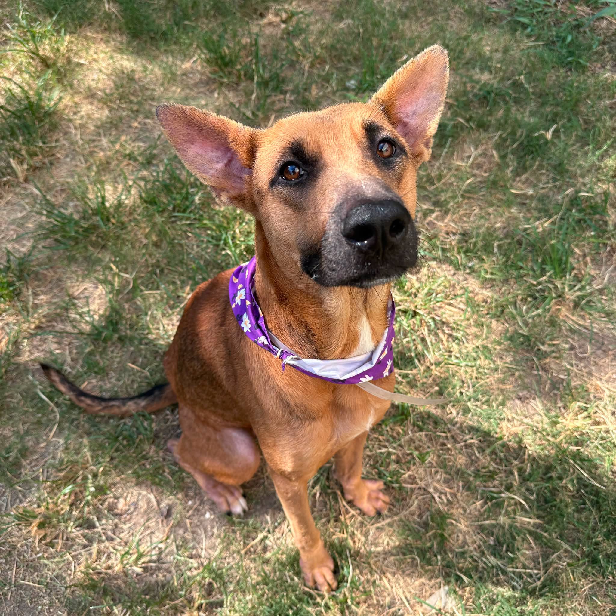 Beneda, a German Shepherd (mix breed), available for adoption