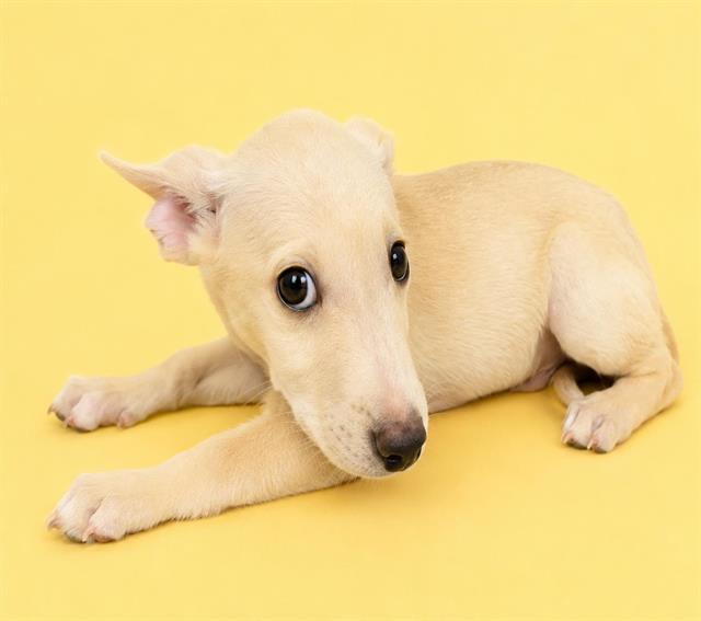 Ben, a Chihuahua (mix breed), available for adoption
