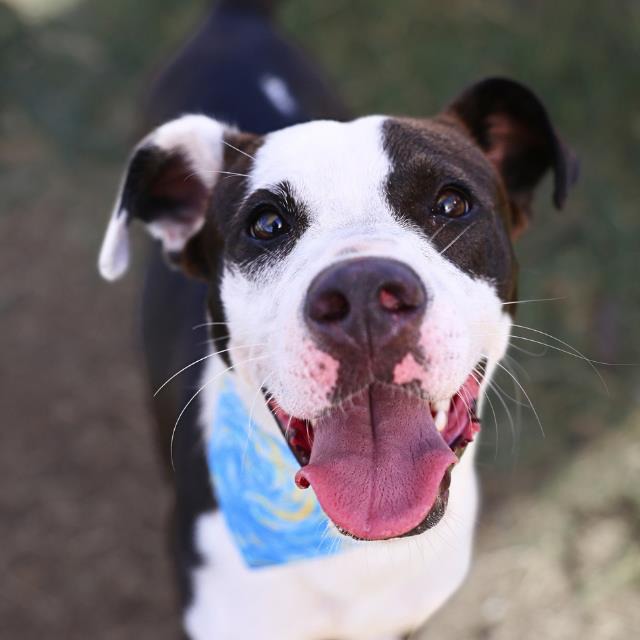 Domino, a American Staffordshire Terrier (mix breed), available for adoption