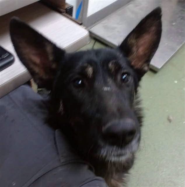 Pancake, a German Shepherd, available for adoption