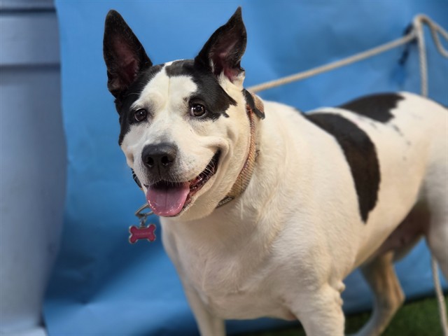 Gorda, a Cattle Dog, available for adoption