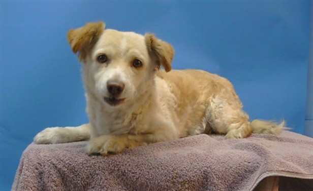 Coco, a Cocker Spaniel, available for adoption