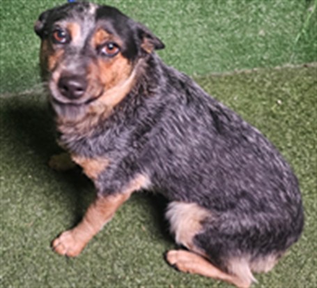 Quin, a Australian Cattle Dog/Blue Heeler, available for adoption