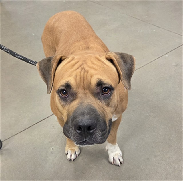 Matilda, a Boerboel (mix breed), available for adoption