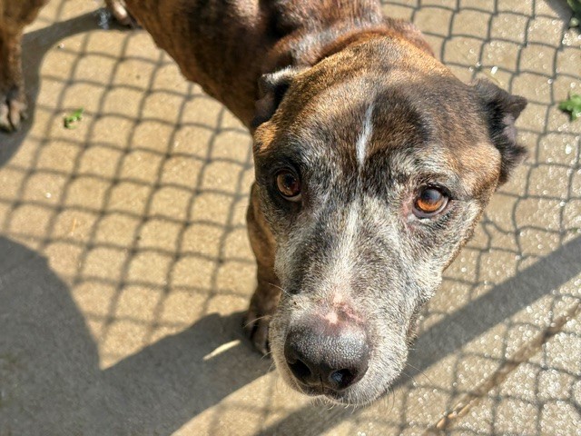 Hank, a Boxer (mix breed), available for adoption