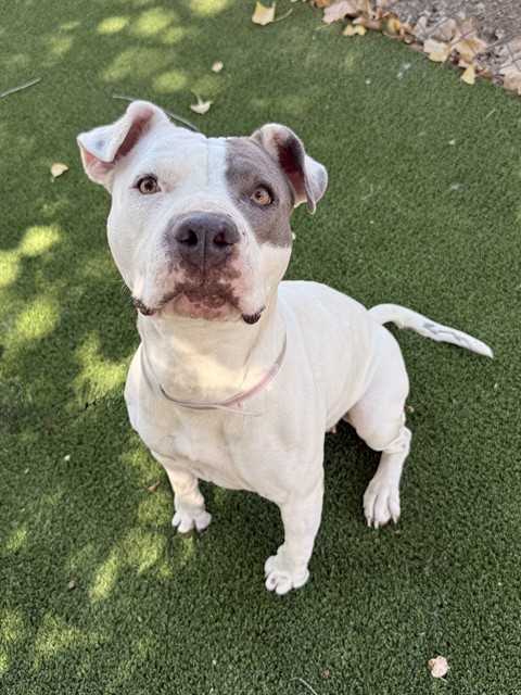 Bella, a Pit Bull Terrier, available for adoption