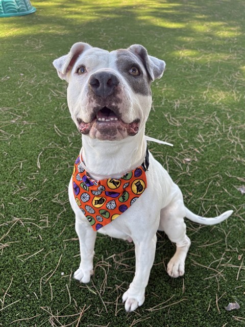 Bella, a Pit Bull Terrier, available for adoption