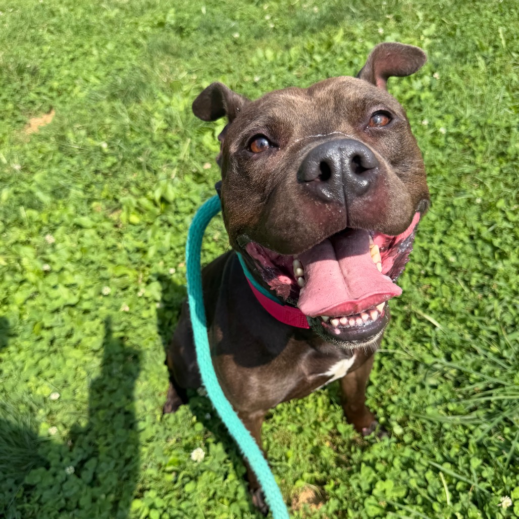 Westbrook, a Pit Bull Terrier (mix breed), available for adoption