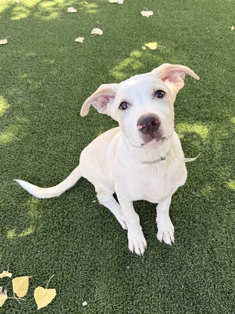 Knox, a Carolina Dog, available for adoption