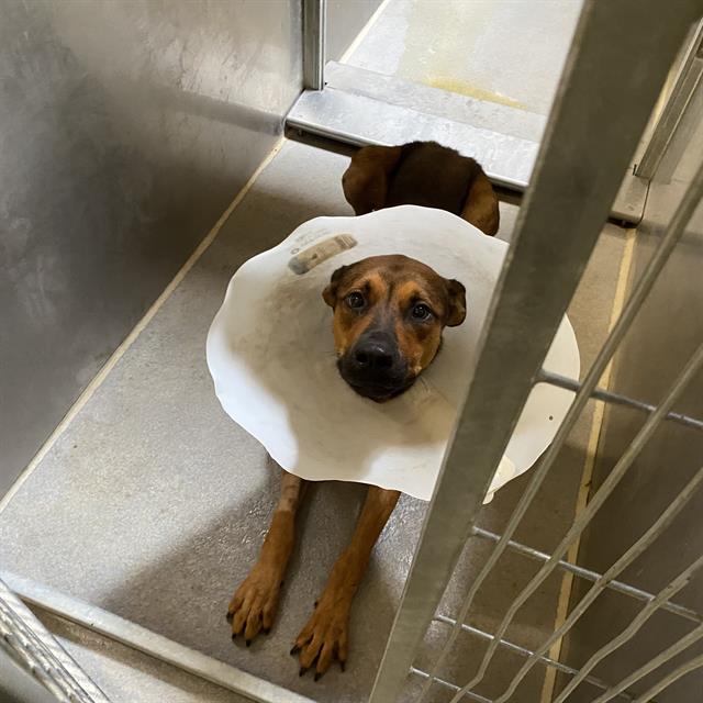 Raffi, a German Shepherd, available for adoption