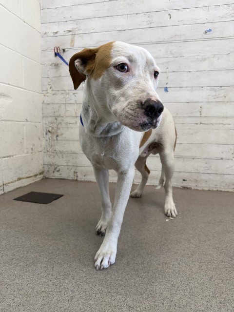 Olivier, a Pit Bull Terrier (mix breed), available for adoption