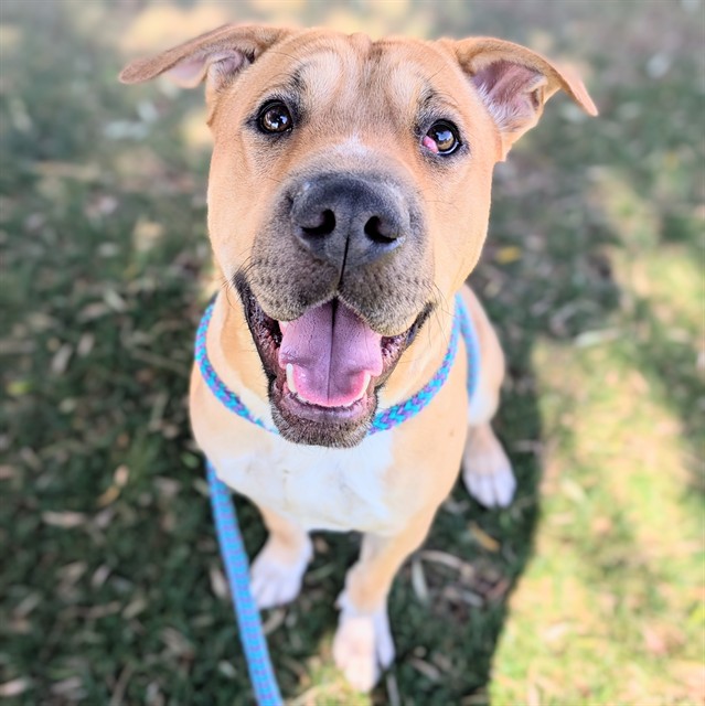 Ruger, a Shar Pei (mix breed), available for adoption