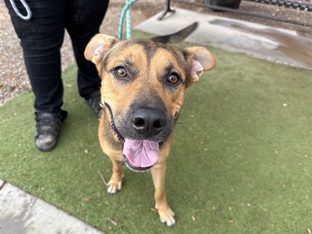 Wasabi, a Black Mouth Cur (mix breed), available for adoption