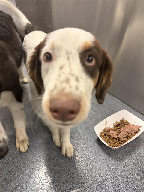 Paige, a Spaniel (mix breed), available for adoption