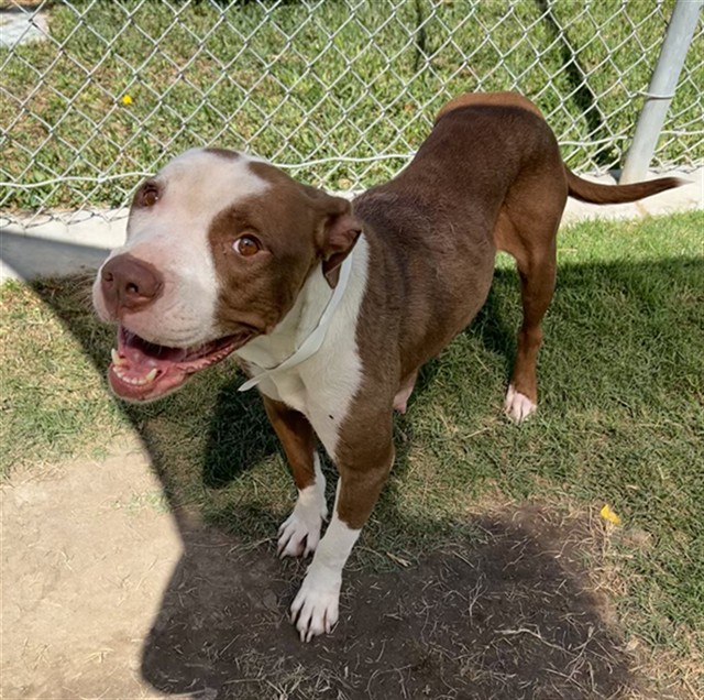 Tammy, a Pit Bull Terrier (mix breed), available for adoption
