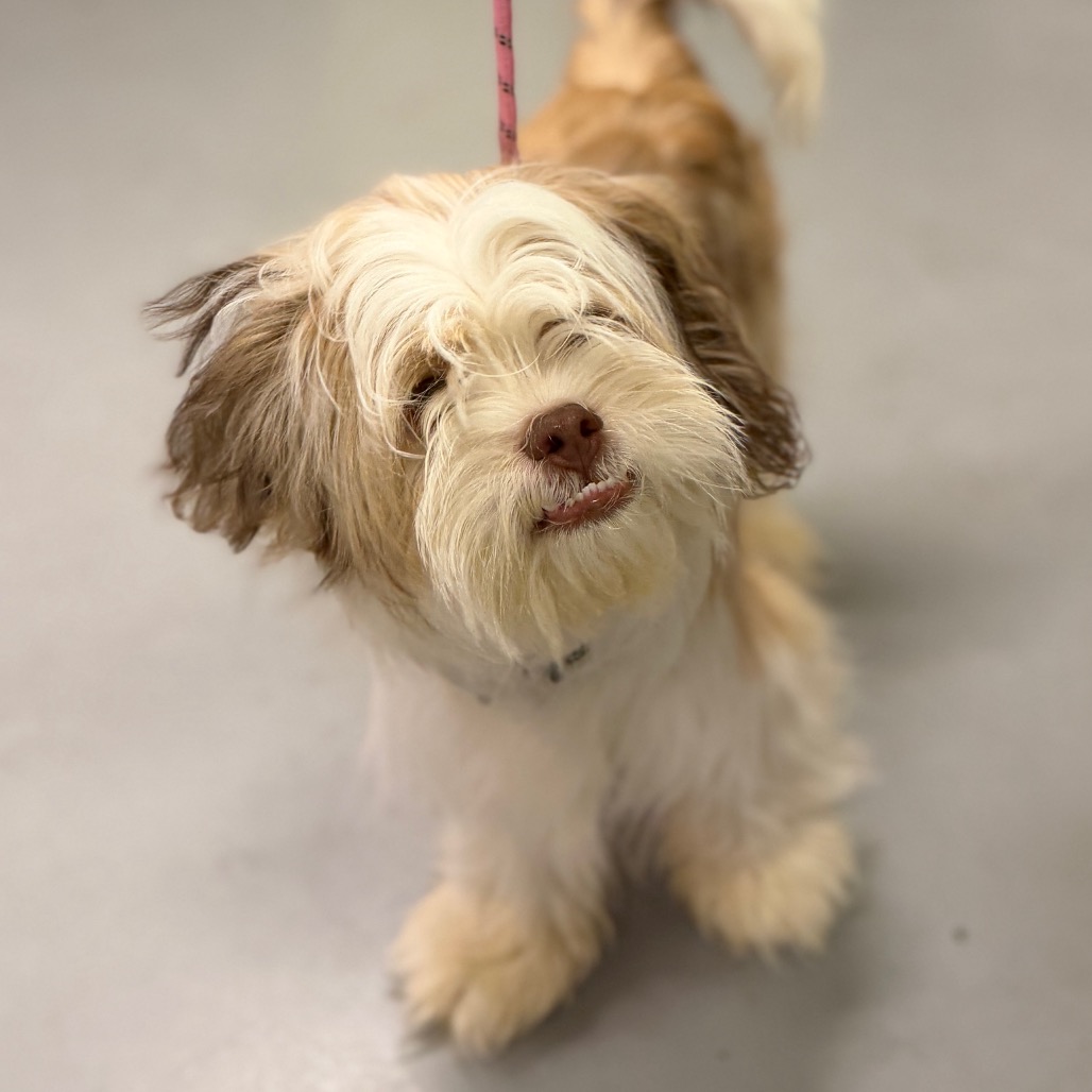 Cashmere, a Shih Tzu, available for adoption
