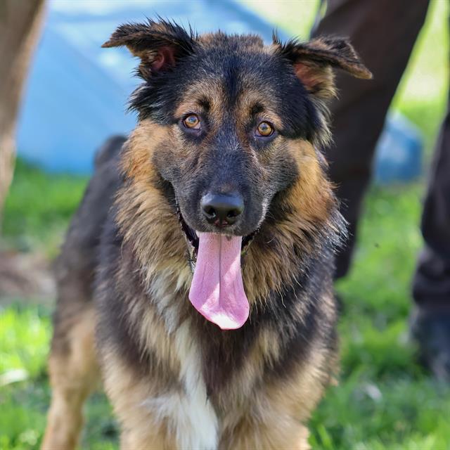 Grizzly, a German Shepherd, available for adoption