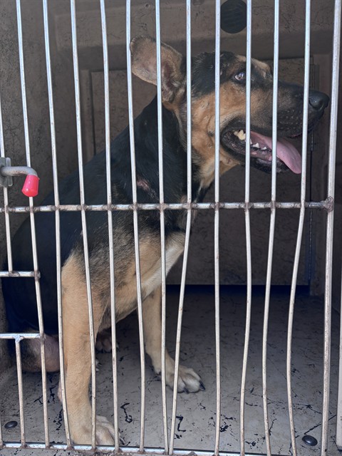 A481064, a American Staffordshire Terrier (mix breed), available for adoption
