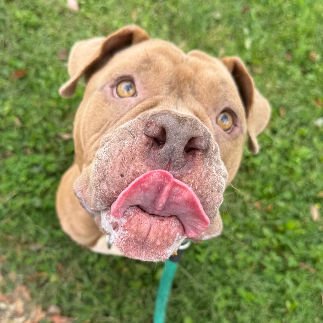 Cookie Butter, a Pit Bull Terrier (mix breed), available for adoption