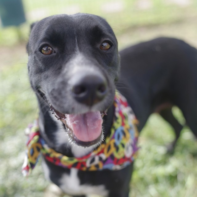 Briar, a Shepherd (mix breed), available for adoption
