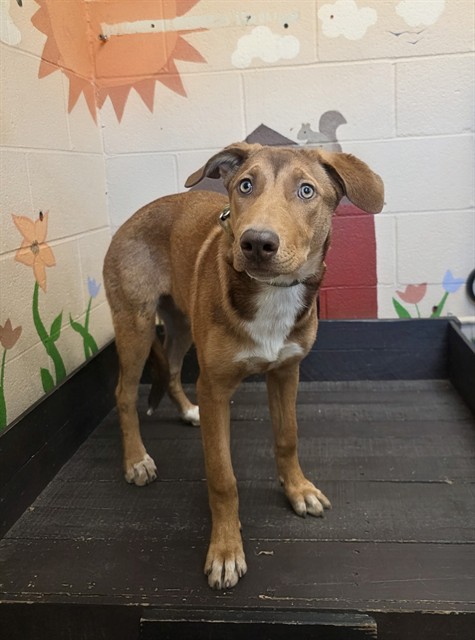 Blondie, a German Shepherd, available for adoption