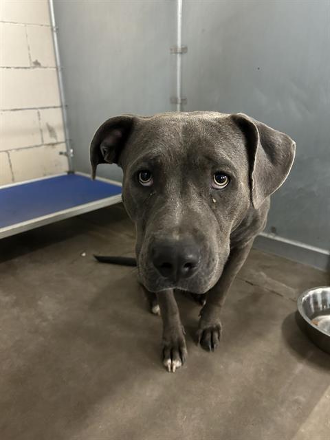 Blue, a Pit Bull Terrier (mix breed), available for adoption