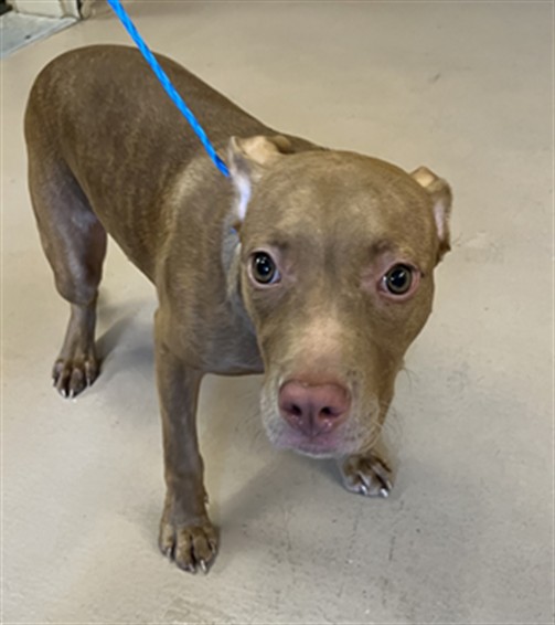 Princess, a Pit Bull Terrier, available for adoption